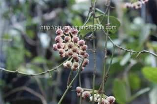 Starter size Hoya brevialata  