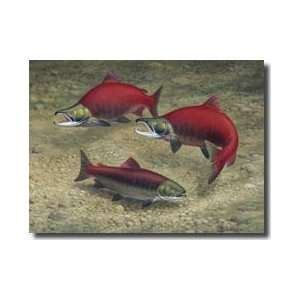  Sockeye Salmon Fish Become Flamboyant Red When Spawning 