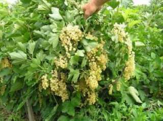 WHITE CURRANT PLANT  WHITE IMPERIAL  berries  fruits  edible garden 