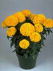 THOMPSON MORGANS MARIGOLD SEEDS MR MAJESTIC 25 SEEDS items in Marys 