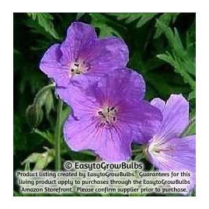  Geranium Kashmir Purple   3 bare root plants   #1 division 