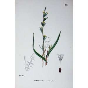 Sowerby Plants C1902 Least Lettuce Lactuca Saligna 