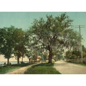  Gulfside, Biloxi, Mississippi, 1901   Print of a Vintage 