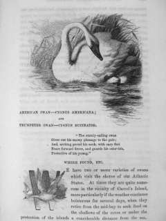 1857 Hunting Duck Geese Game Bird Ruffed Grouse Woodcock Quail Call 