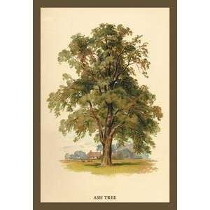  Vintage Art Ash Tree   17621 0