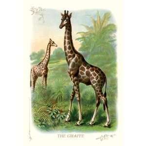  Giraffe   12x18 Framed Print in Black Frame (17x23 