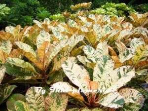 Variegated Plumeria Maya plant  