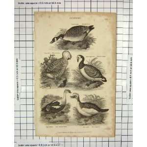    1827 ANSERES BIRDS GREY HOODED DUCK GOOSE CANADA: Home & Kitchen
