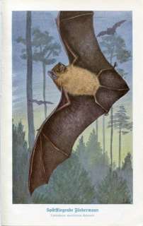 1900s BAT BATS Antique Print Schroever  