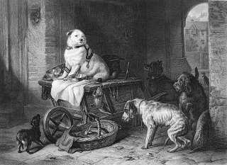 DOGS Council Office Meeting   SUPERB Antique Print by Landseer  