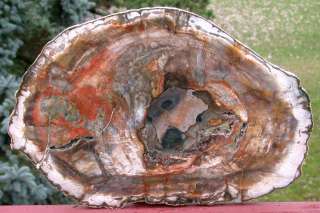   GINORMOUS 18 Madagascar Petrified Wood Round   BEST YOULL EVER SEE