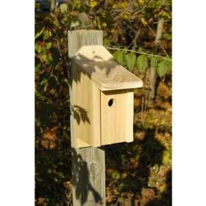  Wren, Titmous and Nuthatch Joy Box Bird House in Solid 
