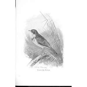  Grasshopper Warbler From Favourite Song Birds 1897: Home 