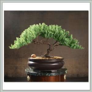 Bonsai Tree Juniper  Orion Grocery & Gourmet Food