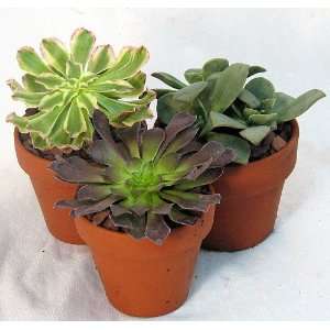  Desert Rose Collection   Aeonium   3 Plants   3 Pots 