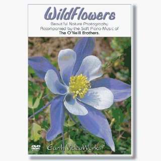    Sensory Visual Wildflowers Relaxation Dvd