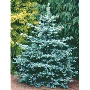  Green Spruce tree 18 inch branched bareroot Patio, Lawn 
