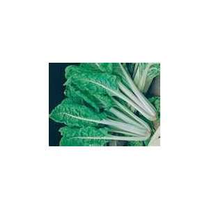  100 Heirloom Swiss Chard Fordhook Giant Seeds Everything 