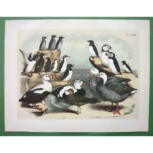 AMERICAN BIRDS Goose Eider Jaeger Duck Guillemot Auk Puffin Sea Dove 