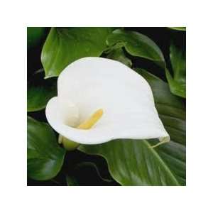  Fragrance Oil: Calla Lilly (2oz): Everything Else