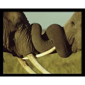  National Geographic, Elephant Test of Strength, 8 x 10 