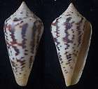 seashell Conus janus FREAK BULGE 53mm F++