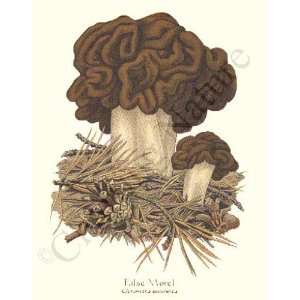  Botanical Mushroom Print False Morel   Gyromitra 