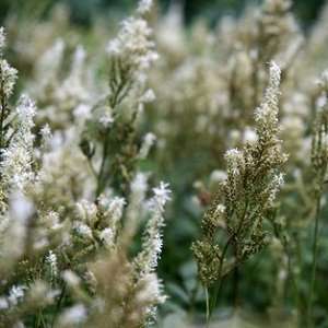  Flowering Herb Type fragrance oil: Beauty