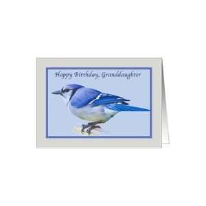  Birthday, Granddaughter, Blue Jay Bird Card Toys & Games