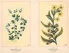 flowers 1894 speedwell black henbane 2 old antique botanical prints