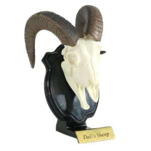  Miniature Replica Hunting Trophy SP   Dalls Sheep (Skull 