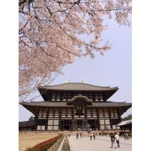 Cherry Blossoms, the Great Buddha Hall, Todaiji Temple, Nara, Honshu 