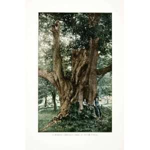  1905 Color Print Spanish Chestnut Tree Tyrol Italy 