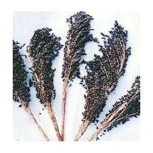   : Black Amber Broom Corn 50 Seeds   Ornamental: Patio, Lawn & Garden
