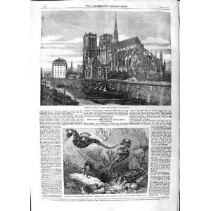   1859 PARIS NOTRE DAME SPIRE SHORT NOSED SEAHORSE ZOO