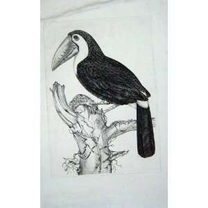  Large Antique Print Bird Nature Tree Beak Feathers