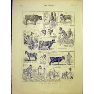 Dairy Show Islington Cattle Goat Cheese Sketch 1887