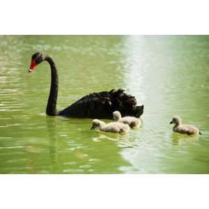 Black Swan (Cygnus Atratus) with Cygnets on a Kings Park Lake by Greg 