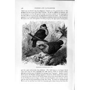   : NATURAL HISTORY 1895 MADAGASCAR WART PIGEONS BIRDS: Home & Kitchen