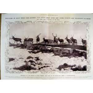  1912 Red Deer Stalking Highlands Scotland Antlers