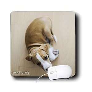   Dog   1 months old puppy resting on floor   Mouse Pads: Electronics