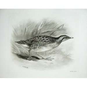   The Spotted Crake Porzana Maruetta Male Bird Plate
