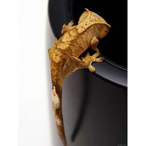  Small Scaley and Crested Gecko Lizard Climbing Stretched 