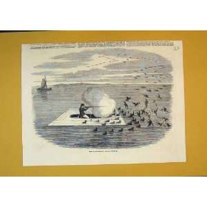   Wild Duck Shooting Potomac Birds Man Gun Sailing Boat