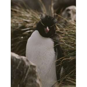  Portrait of a Rockhopper Penguin National Geographic 