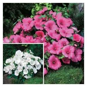   Morgan Lavatera Twins Flower Seed Collection Patio, Lawn & Garden