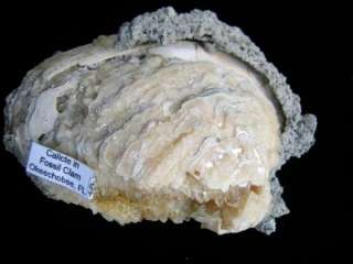 Natural Amber Calcite Clam Fossil Okeechobee FL. 4.5  