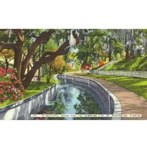 1950s Vintage Postcard   Scene in Roser Park   St. Petersburg Florida