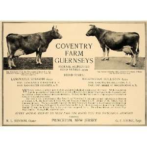   Guernsey Cows R L Benson Sybarite   Original Print Ad