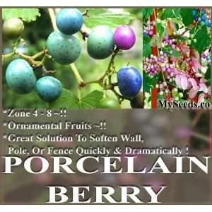  10 Porcelain Berry Vine Seeds Ampelopsis brevipedunculata 